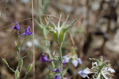 Nigella gallica