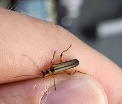 Metacantharis discoidea