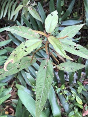 Acalypha portoricensis