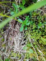 Micranthes stellaris