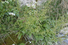 Valeriana saxatilis