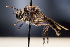 Heteropogon macerinus