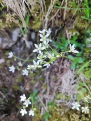 Micranthes stellaris