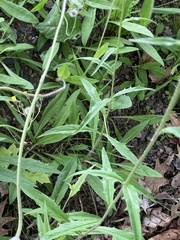 Hieracium tridentatum