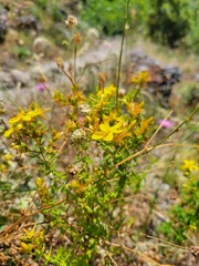 Hypericum triquetrifolium