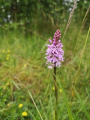Dactylorhiza fuchsii