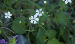 Heliosperma pusillum