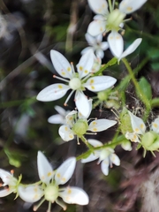 Micranthes stellaris