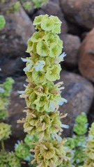 Pseudodictamnus undulatus