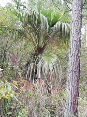 Brahea salvadorensis