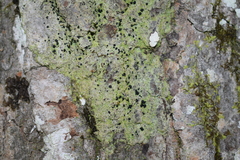 Bacidia schweinitzii