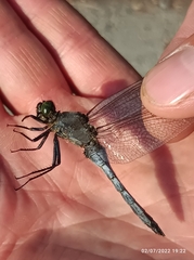 Orthetrum cancellatum