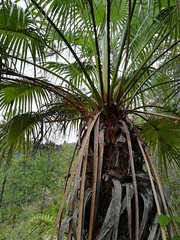 Brahea salvadorensis