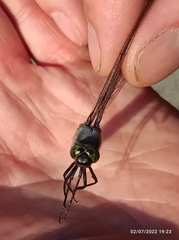 Orthetrum cancellatum