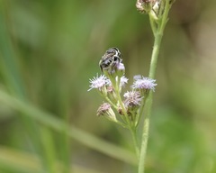 Megachile albitarsis