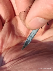 Orthetrum cancellatum