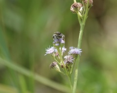 Megachile albitarsis