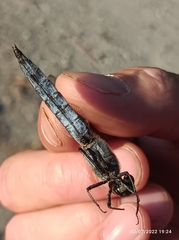 Orthetrum cancellatum