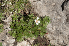 Potentilla clusiana