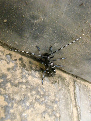 Anoplophora glabripennis