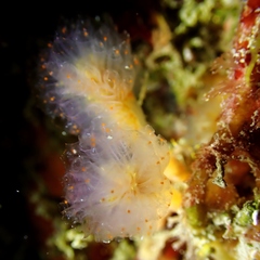 Aplidium punctum