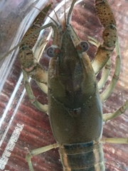 Procambarus acutissimus