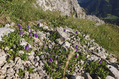 Campanula pulla
