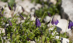 Campanula pulla