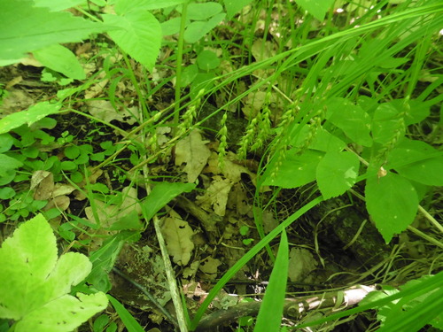 Carex arnellii (Carex arnellii)