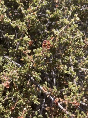 Ceanothus foliosus medius