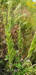 Lithospermum parviflorum