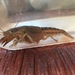 Sharpnose Crayfish - Photo (c) Daniel Folds, some rights reserved (CC BY-NC), uploaded by Daniel Folds