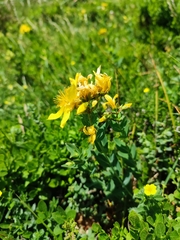 Hypericum richeri burseri