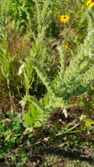 Lithospermum parviflorum