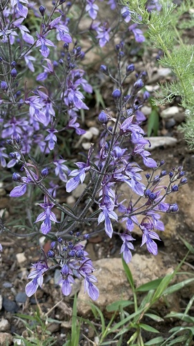 Oriental germander (Teucrium orientale)