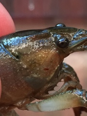Procambarus acutissimus