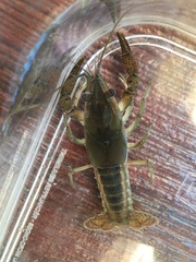 Procambarus acutissimus image