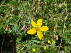 Hypericum richeri burseri