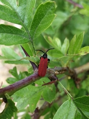 Pyropterus nigroruber