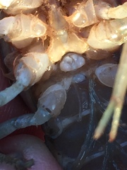 Procambarus acutissimus