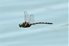 Macromia pacifica × taeniolata