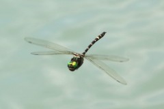 Macromia pacifica × taeniolata