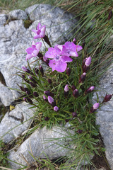 Dianthus alpinus