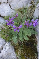 Oxytropis montana