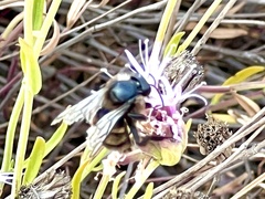 Xylocopa tabaniformis