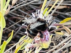 Xylocopa tabaniformis
