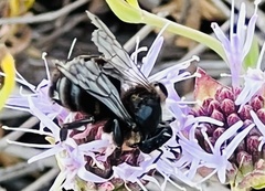 Xylocopa tabaniformis