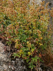 Alchemilla saxatilis