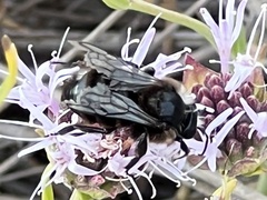 Xylocopa tabaniformis