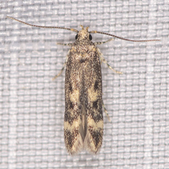 Trypanisma prudens